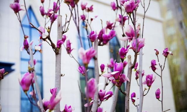 房前镇宅风水树，吉树进吉宅富贵自然来