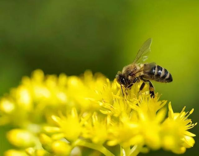 东北诡事真实案例，奇女子刘玉平和大蛇同吃同睡