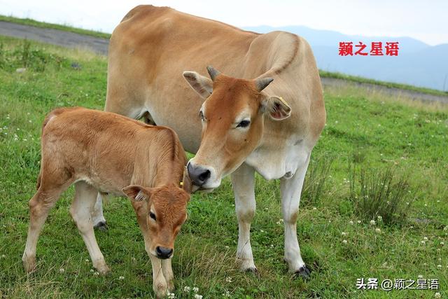 金堂到云顶山旅游环线最新进展，东搬山至盖苍山