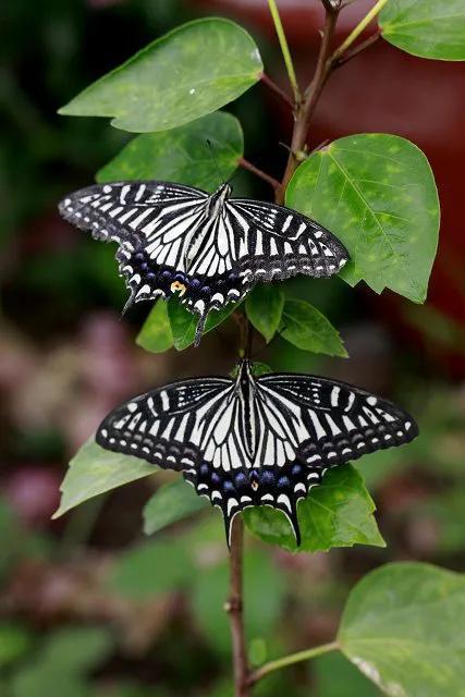 世界八大名贵蝴蝶，世界十大名贵蝴蝶