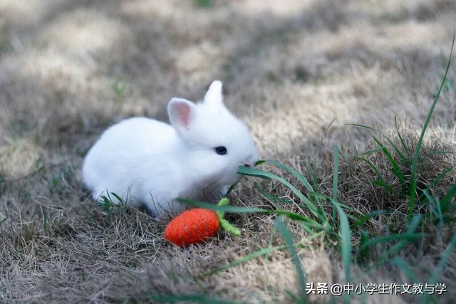 十大漂亮兔，可爱的小兔子
