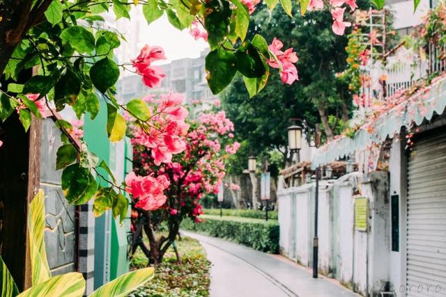 春天去哪里旅游，最适合春天去的7大旅游景点