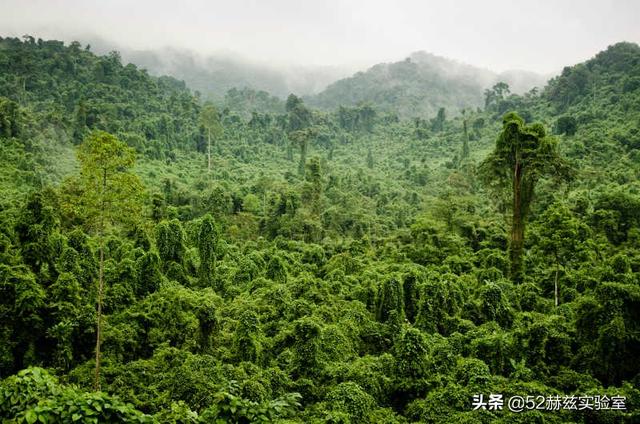 拜耳收购孟山都，孟山都公司发展史（成为全球最大种子和杀虫剂生产商）