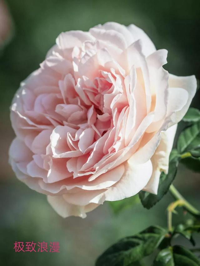 切花月季哪几个品种比较好，常见切花月季一览