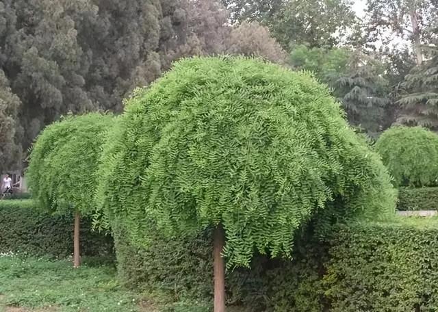 花卉图片及名称大全，常见绿植花卉及名称大全（100种常见花图鉴）