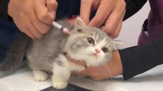 呆萌小奶猫图片，你没见过的超级可爱的小奶猫（猫猫头像之小奶喵版，萌化了）