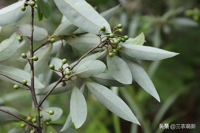 冬天野生山胡椒，白胡椒和黑胡椒哪个好