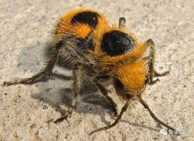 6种长相奇特的动物，千奇百怪一眼销魂