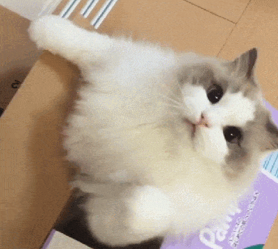 猫咪得胰腺炎是什么病，拉肚子下的危险病症