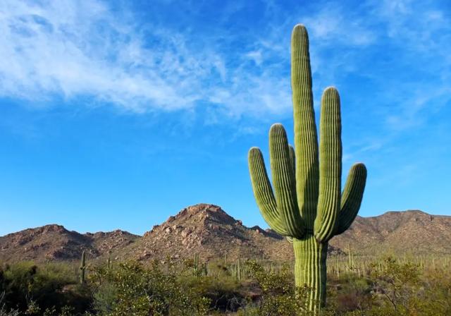 沙漠里有哪些植物，沙漠中的常见植物（推荐6款盆栽沙漠植物）