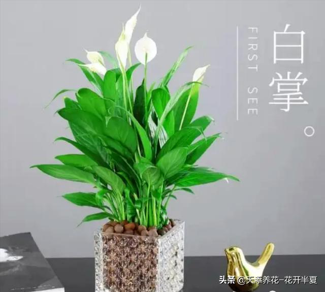 一帆风顺的养殖方法及注意事项，一帆风顺的养护方式