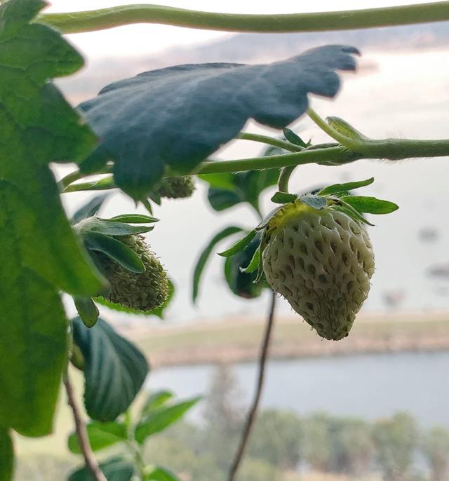 草莓盆栽怎么养，各种盆栽草莓的种植方法（家庭盆栽草莓的种植方法）