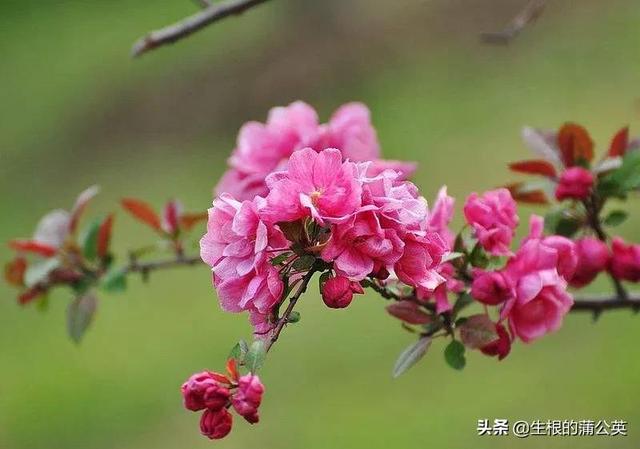 漂亮又好养活的海棠花，7种花很“勤奋”