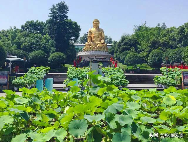 重庆荷花网红打卡地，重庆新晋网红打卡地美心