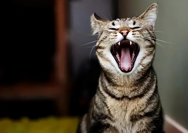 猫咪有这5个举动，猫咪这几种行为竟是在