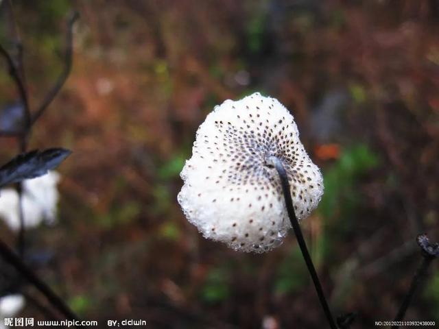 野棉花开花季节，打破碗花花也叫野棉花