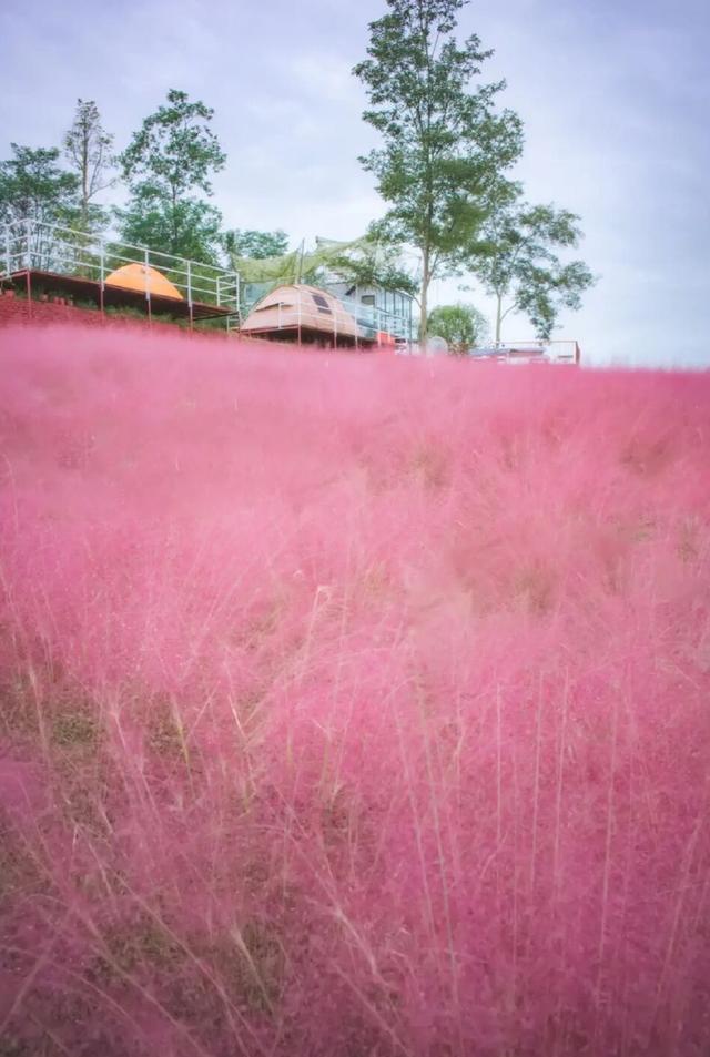 粉黛草向日葵彼岸花海...成都有多少惊喜，粉黛花海花期50天