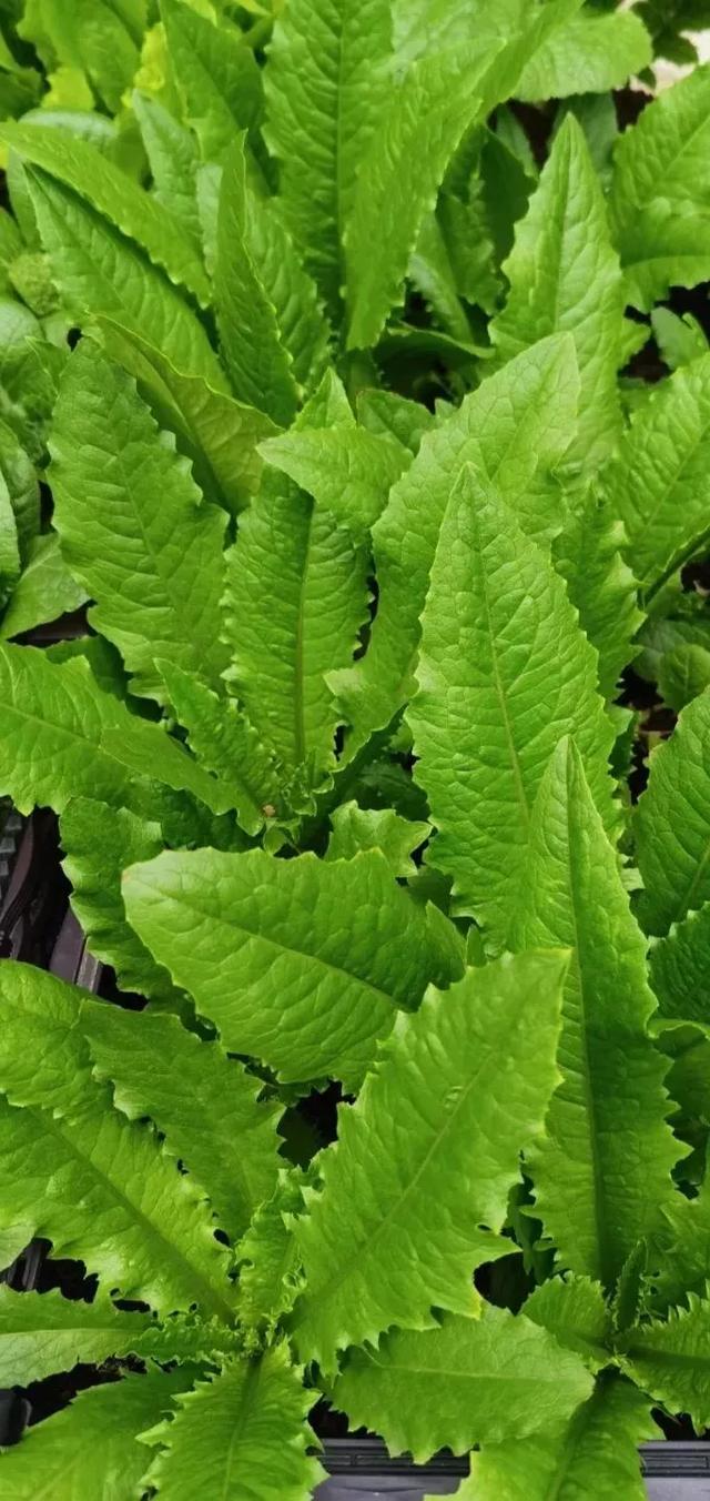 多种创意及超高清手机壁纸绿色，高清绿色系手机壁纸推荐