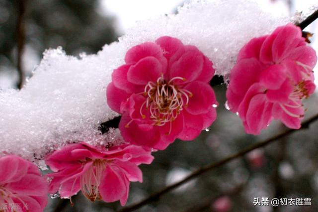 春夜喜雨的古诗，春夜喜雨的八句诗（杜甫的《春夜喜雨》）