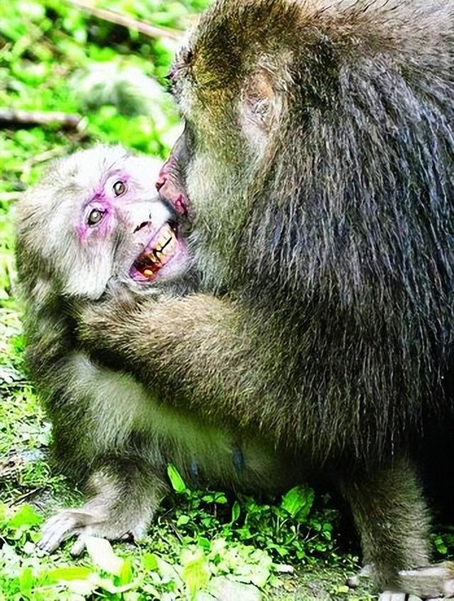 猴王争夺有多残酷，猴王争夺有多残忍