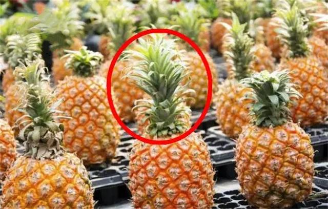 怎么挑菠萝又甜又多，只要看一眼这个位置