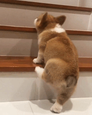 什么小型犬最聪明，三种最聪明的狗狗（非常适合“新手”饲养）