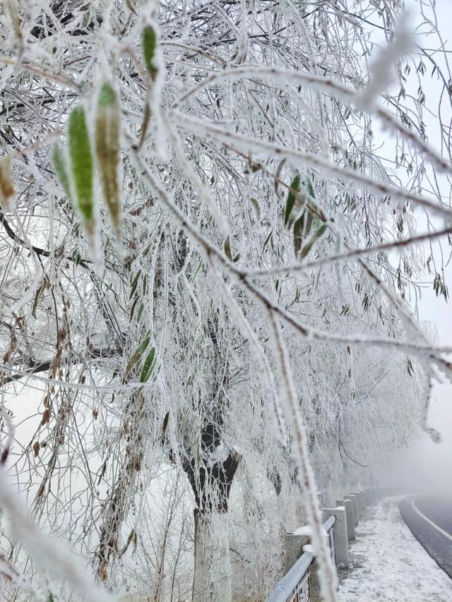 吉林雾凇景色奇特三九严寒，冰天雪地中的美景——吉林雾凇