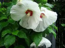 日出扶桑一丈高，朝观流水一声叹暮看高山千树摇