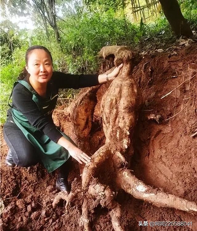 葛薯跟红薯的区别，农村一种野菜