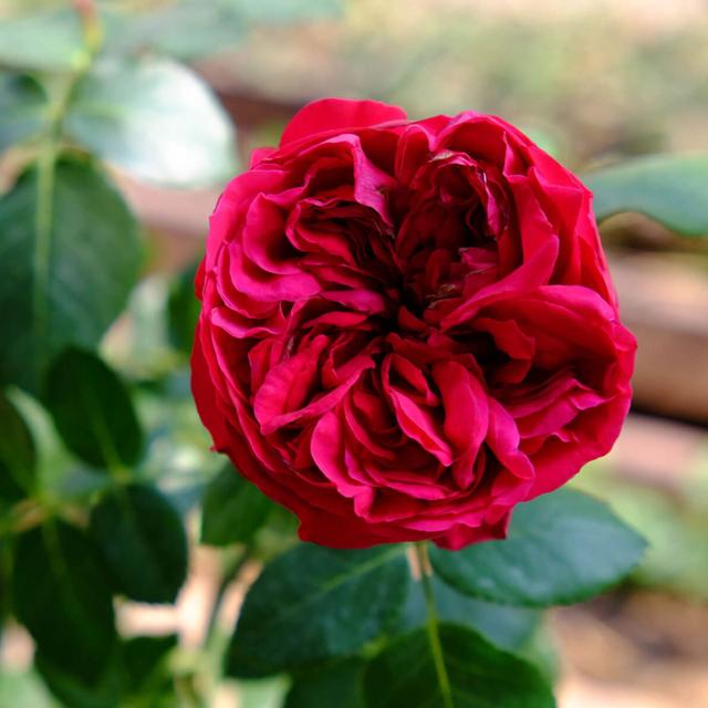 粉色龙沙宝石月季，粉色龙沙宝石和什么月季搭配好看（粉色的龙沙宝石复花了）