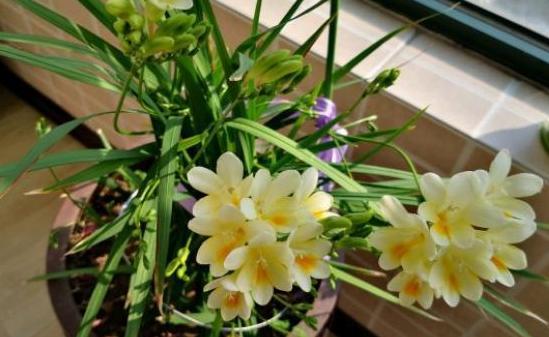 春节花卉品种大全大图，春节遇花期，五彩斑斓过新年