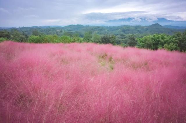 粉黛草向日葵彼岸花海...成都有多少惊喜，粉黛花海花期50天