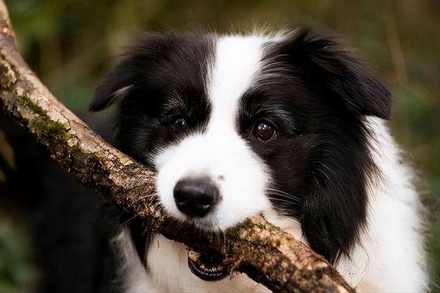 边牧犬怎么养护，“七岁智商”的边境牧羊犬