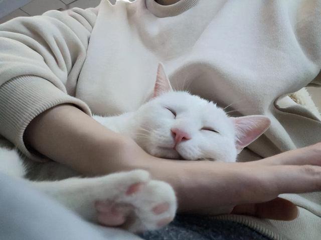 猫咪睡觉有好处吗，和猫睡觉竟有这5点好处