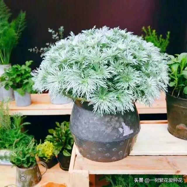 适合庭院养的草花，25种观赏草观叶赏花