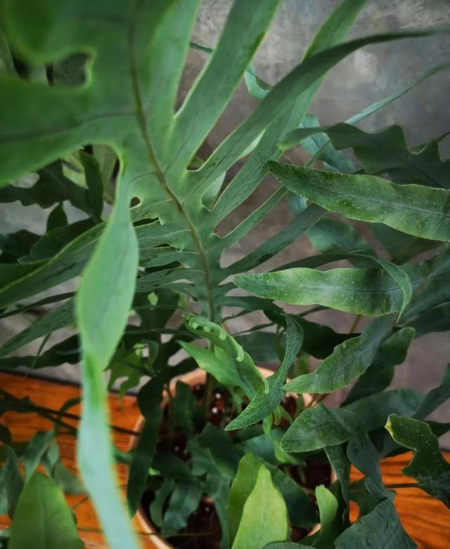 花期长的网红植物，年年是“开花机器”