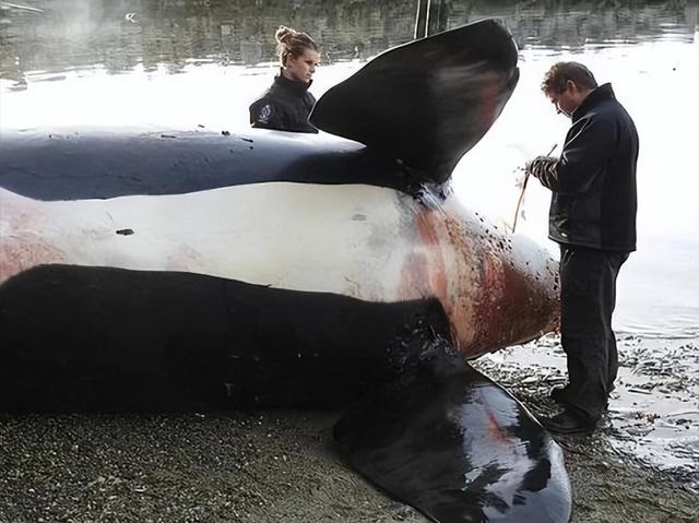 鲸鲨和虎鲸谁厉害，最大的鲸鲨到底有多大（在人类面前不堪一击）