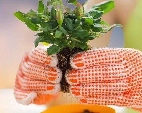 成都周边花海一日游，成都出发1h赏千亩梨花