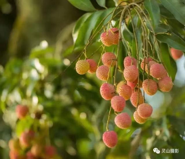 广东灵山荔枝采摘，灵山荔枝已成熟