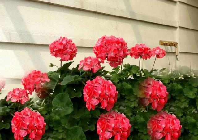 什么花好看又好养，开花好看又好养的花卉（种一盆好看又好养）