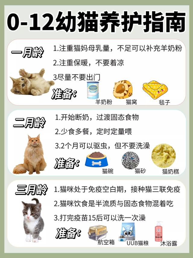 幼猫各阶段喂养，0~12月龄猫咪“喂养指南”