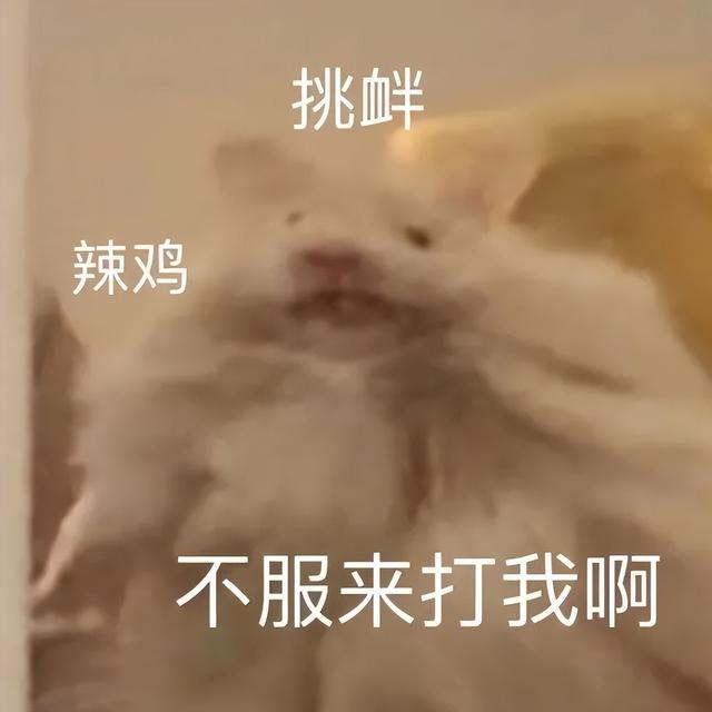 小仓鼠动态迷你表情包，变形脸仓鼠可爱老鼠