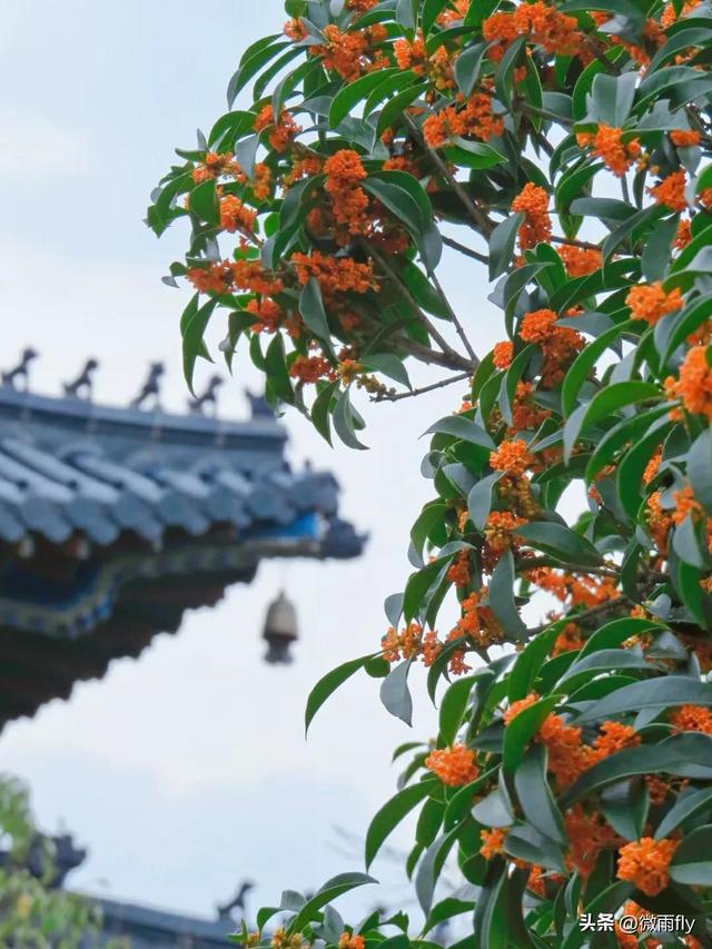 南京初秋7个赏桂花打卡地，南京赏桂花