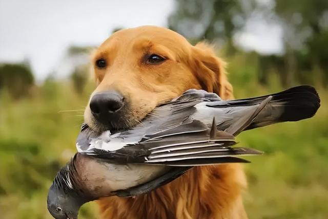 杜高犬打猎视频，最“老实”的6种狗狗（杜高单犬和野猪的黑白之战）