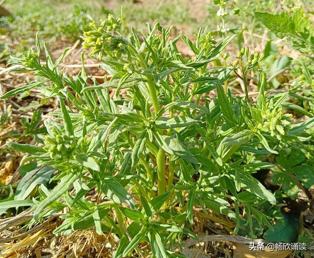 这么多野菜你认识几种，比韭菜还鲜嫩