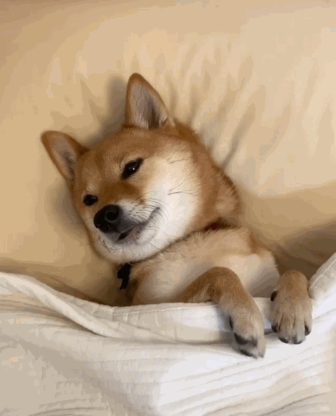 关于狗狗的习惯和特点，关于狗狗的这四个习性