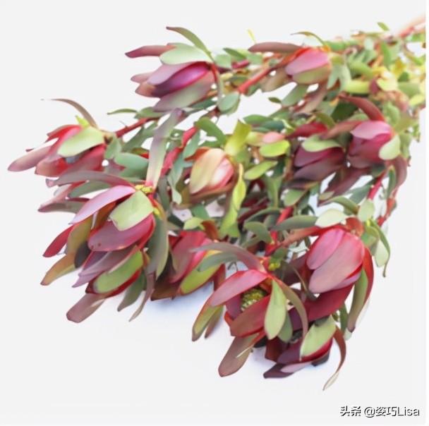 插花怎么弄出漂亮花束，掌握这“三个”原则