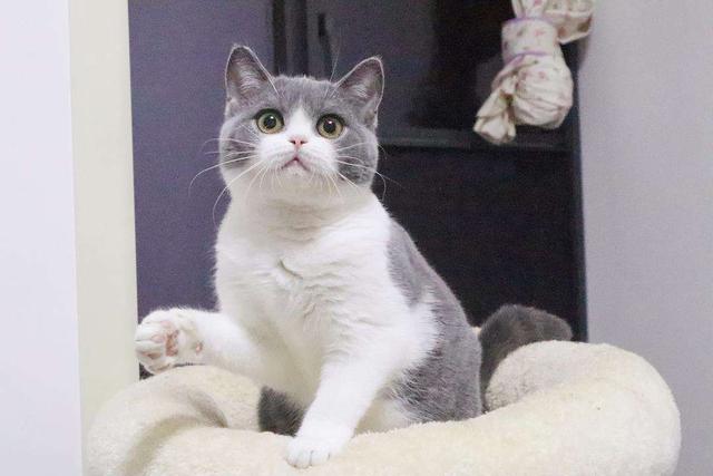 种猫，新手建议养的四种猫