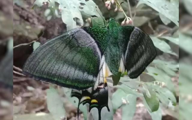 世界八大名贵蝴蝶，世界十大名贵蝴蝶