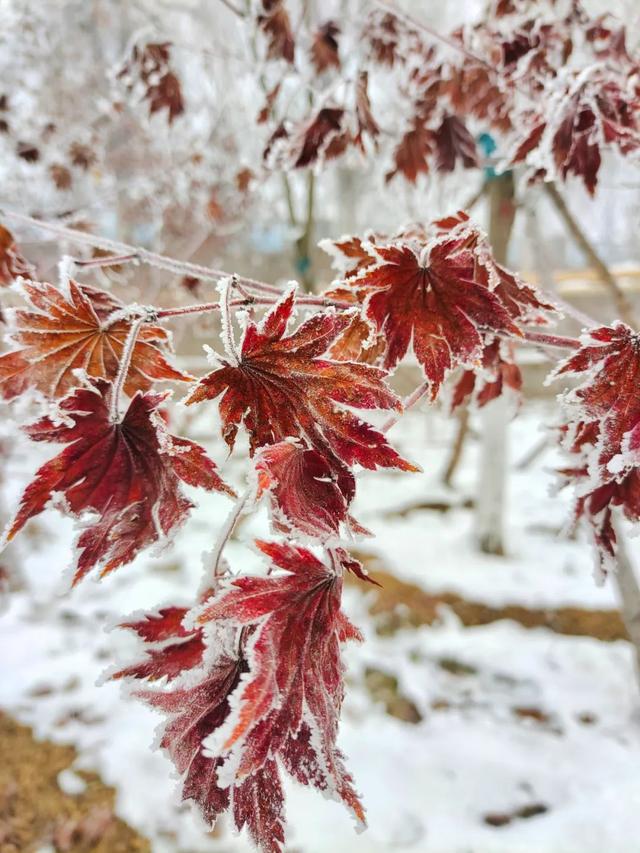 吉林雾凇景色奇特三九严寒，冰天雪地中的美景——吉林雾凇